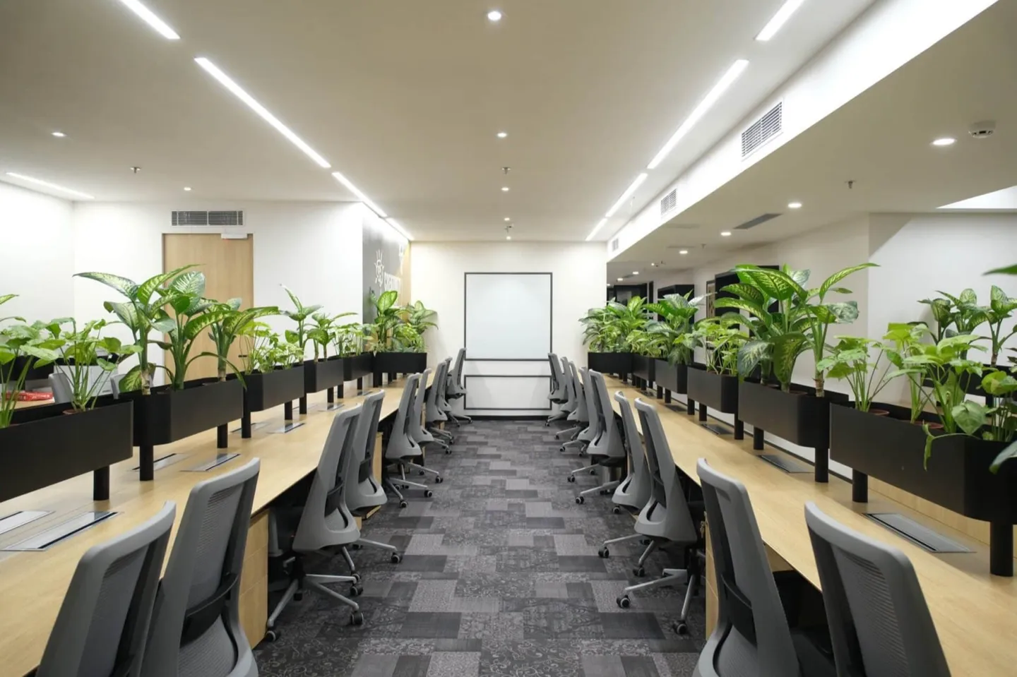 Facing desk rows with grey chairs and tall leafy planter dividers down the centre — AIHP managed office, Gurgaon